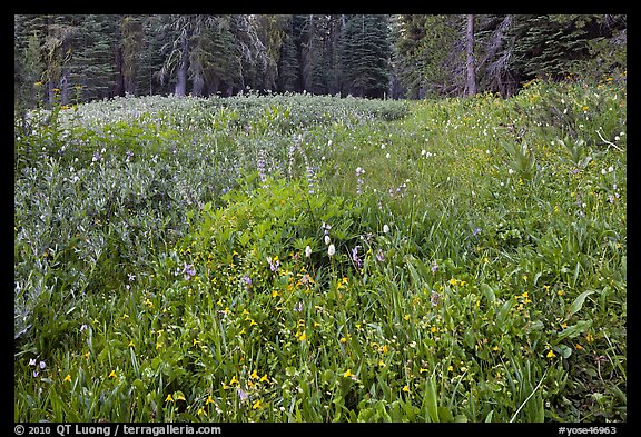 Summit Meadow with summer flowers. Yosemite National Park (color)