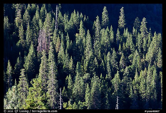 Pine trees on slope, Wawona. Yosemite National Park, California, USA.