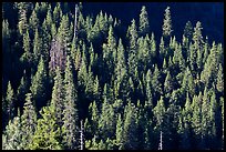 Pine trees on slope, Wawona. Yosemite National Park ( color)