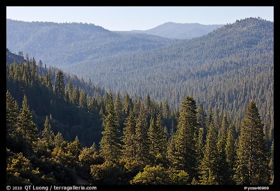 Hills covered in forest, Wawona. Yosemite National Park, California, USA.