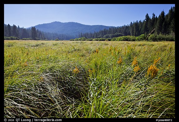 Wavona meadow in summer, morning. Yosemite National Park (color)