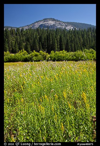 Wawona meadow, wildflowers, and Wawona Dome. Yosemite National Park, California, USA.