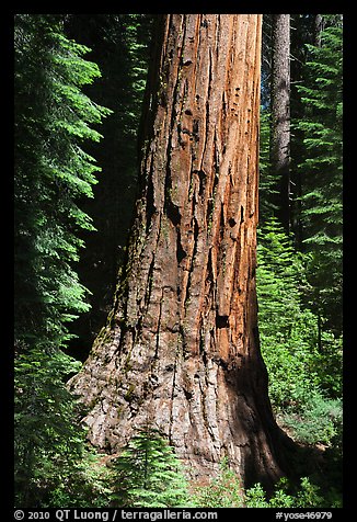 Base of Giant Sequoia tree in Mariposa Grove. Yosemite National Park (color)