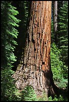 Base of Giant Sequoia tree in Mariposa Grove. Yosemite National Park ( color)