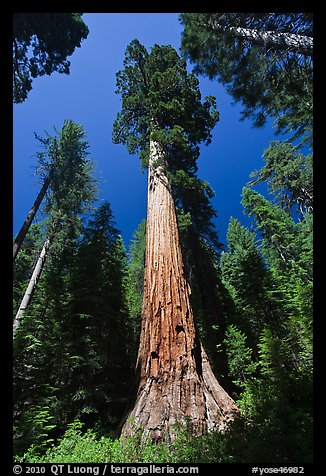 Giant Sequoia trees in summer, Mariposa Grove. Yosemite National Park (color)