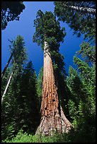 Giant Sequoia trees in summer, Mariposa Grove. Yosemite National Park ( color)