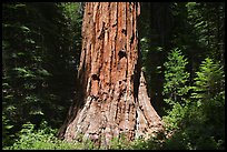 Base of Giant Sequoia tree (Sequoiadendron giganteum) Mariposa Grove. Yosemite National Park, California, USA. (color)