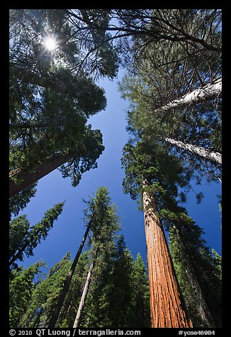 Looking up Giant Sequoia forest. Yosemite National Park (color)