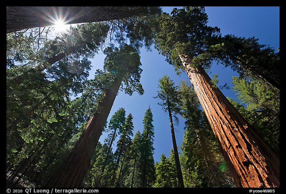 Sun and forest of Giant Sequoia trees. Yosemite National Park (color)