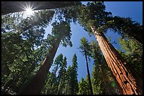 Sun and forest of Giant Sequoia trees. Yosemite National Park ( color)