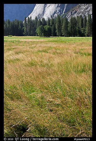 Summer grasses, Ahwanhee Meadow. Yosemite National Park (color)