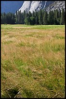 Summer grasses, Ahwanhee Meadow. Yosemite National Park ( color)