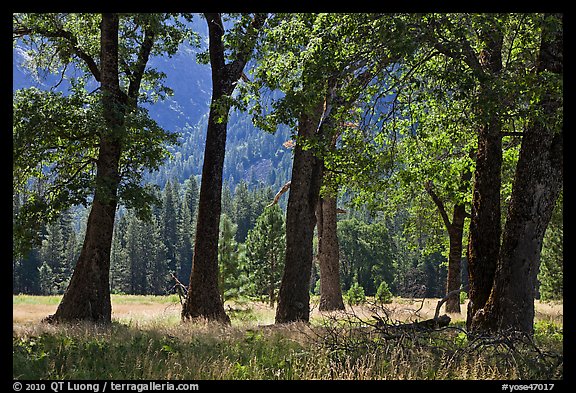 Black Oak Trees, El Capitan Meadow, summer. Yosemite National Park, California, USA.