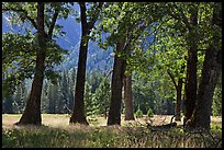Black Oak Trees, El Capitan Meadow, summer. Yosemite National Park ( color)