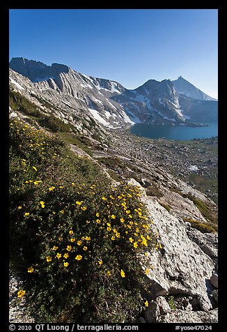 Wildflowers on slope, Sheep Peak and Upper McCabe Lake. Yosemite National Park (color)