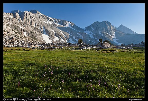 Meadow with summer flowers, North Peak crest. Yosemite National Park, California, USA.