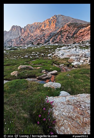 Wildflowers, meadow, and Shepherd Crest East at sunset. Yosemite National Park, California, USA.