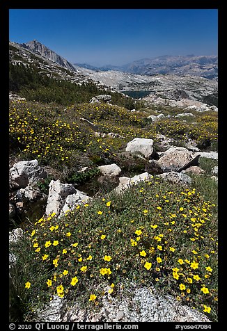 Wildflowers at McCabe Pass. Yosemite National Park (color)