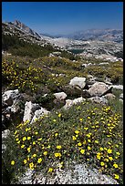 Wildflowers at McCabe Pass. Yosemite National Park, California, USA.