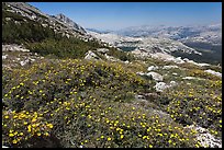 Summer alpine Wildflowers, McCabe Pass. Yosemite National Park, California, USA.