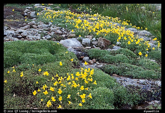 Alpine flowers and stream. Yosemite National Park (color)