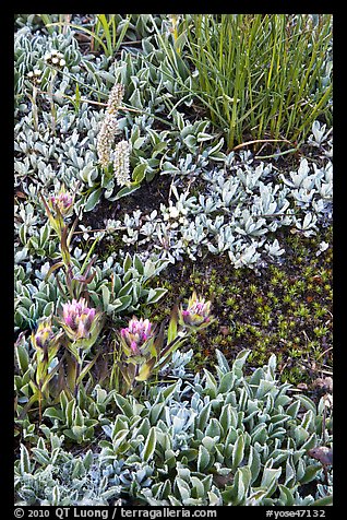 Close-up of alpine flowers. Yosemite National Park, California, USA.