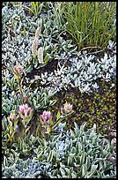 Close-up of alpine flowers. Yosemite National Park, California, USA.