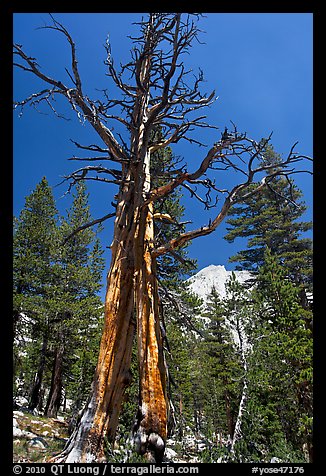 Standing pine skeleton. Yosemite National Park, California, USA.