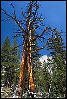 Standing pine skeleton. Yosemite National Park ( color)