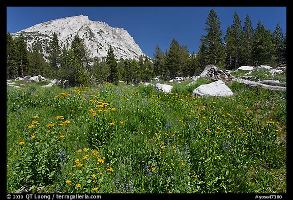 Flowers, pine trees, and mountain. Yosemite National Park, California, USA.