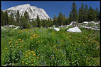 Flowers, pine trees, and mountain. Yosemite National Park ( color)