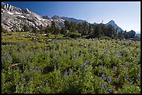 Lupine below Ragged Peak range. Yosemite National Park ( color)