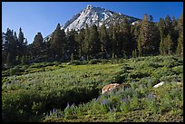 Sub-alpine scenery with flowers, stream, forest, and peak. Yosemite National Park, California, USA. (color)