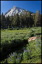 Sub-alpine landscape with stream, flowers, trees and mountain. Yosemite National Park, California, USA. (color)