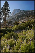 Backlit wildflowers, pine tree, and peak. Yosemite National Park, California, USA. (color)