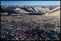 Alpine flowers and view over distant peaks, Mount Conness. Yosemite National Park ( color)