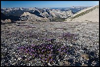 Alpine flowers and view over distant montains, Mount Conness. Yosemite National Park, California, USA.