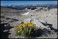 Yellow flowers above timberline, Mount Conness. Yosemite National Park, California, USA.