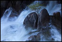 Tree on boulders surrounded by tumultuous waters, Cascade Creek. Yosemite National Park, California, USA. (color)