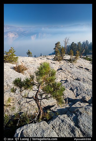 Pine sapling on Sentinel Dome. Yosemite National Park (color)