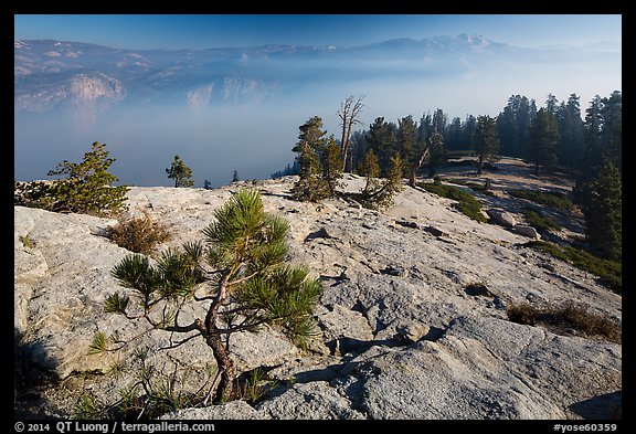 Pine sapling on Sentinel Dome, Valley in smoke. Yosemite National Park (color)