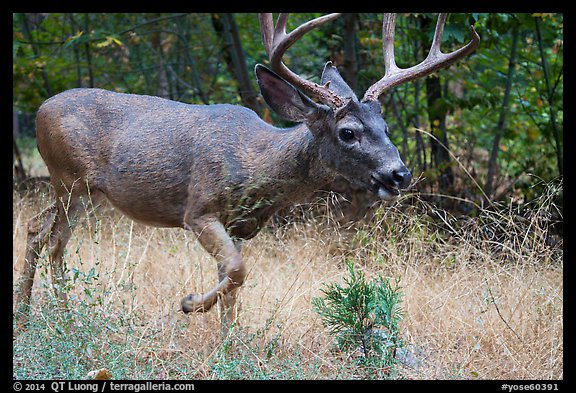 Deer in autumn. Yosemite National Park, California, USA.