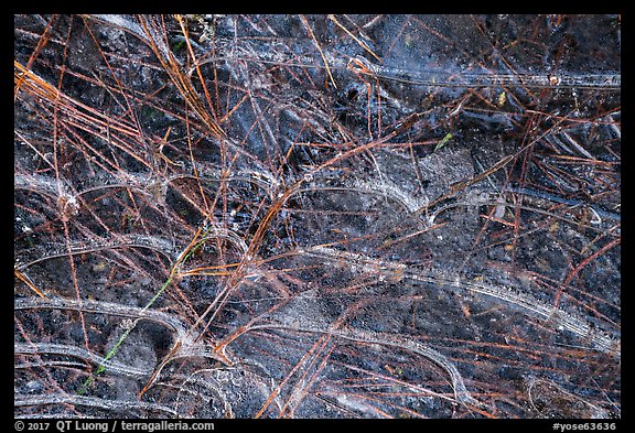 Close-up of ice and pine needles. Yosemite National Park, California, USA.