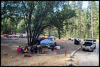 Wavona Campground. Yosemite National Park ( color)