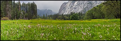 Cook Meadow, spring storm, looking towards Catheral Rocks. Yosemite National Park (Panoramic color)
