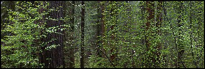 Forest with dogwood and flowers. Yosemite National Park (Panoramic color)