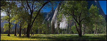 El Capitan Meadows, Black Oaks and Cathedral Rocks. Yosemite National Park (Panoramic color)