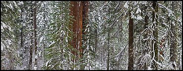 Tuolumne Grove in winter, mixed forest with snow. Yosemite National Park (Panoramic color)