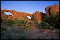 Wildflowers, South window and North window, sunrise. Arches National Park ( color)