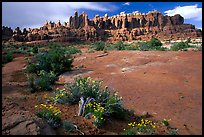 Wildflowers, sandstone pillars, Klondike Bluffs. Arches National Park, Utah, USA. (color)